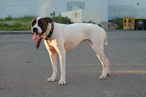 Метиска Американского Бульдога В Дар! #763302