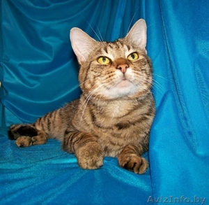 Комнатный мини-тигр в добрые руки!  #758449