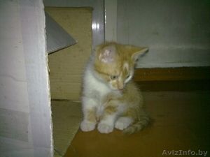 Котята в добрые руки. #749854