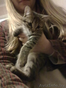 Котёнок Тимоша в подарок #754900