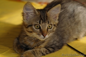 Котёнок-девочка Пушистик в дар #761267