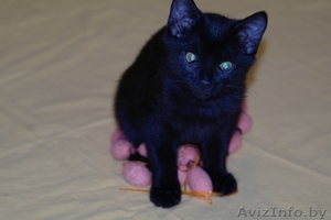 Грациозная котёнок-девочка Багира в дар #761271