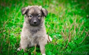 Чудный щенок в дар! #764036