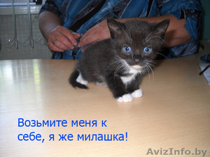 Подарите жизнь малышам #751252