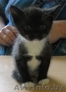 Два очаровательных котенка - мальчик и девочка - хотят в Счастье #757760