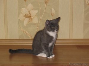 Котик в добрые руки #751882