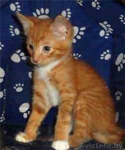 Минск!!! Замечательные котята в дар!  #763797