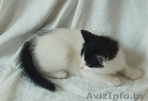 Отдаю котёнка в хорошие руки! #760122