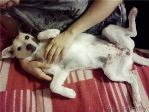 Майла - чудная собачка #753689