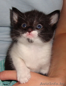 Отдам красивого котёнка в хорошие руки #748943