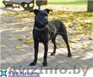 РУТ- полугодовалая обаятельная воспитанная девочка #744470