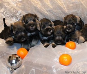 Цвергшнауцера замечательные щенки #505176