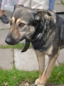 Помогите Ласточке!!!! #761304