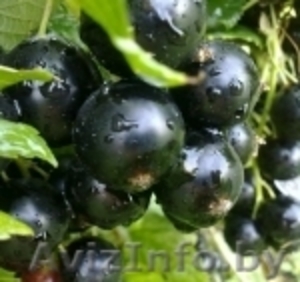 саженцы черной смородины,  малины,  клубники #759736