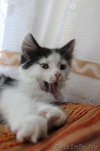 Очаровательные пушистики - в дар! #755699