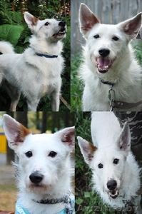 белоснежный красавец Бари в хорошие руки #754366