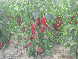 валерий vel. 80296905112 #761861