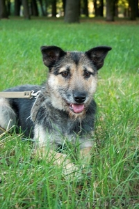 Молодая собака Жужа ищет новую семью #762719