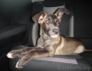 Мисси - невероятной красоты щеночек ищет самого замечательного хозяина #721230