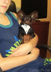 Продается тойтерьер длинношерстный. #761230