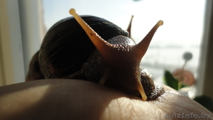 Улитки Ахатины Фулика #751695