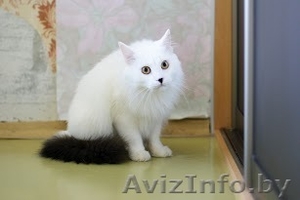 Ангорский белый котик Невероятной Красоты ищет Хозяина #757331