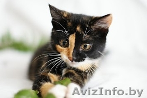 Счастье - в дар! #755124