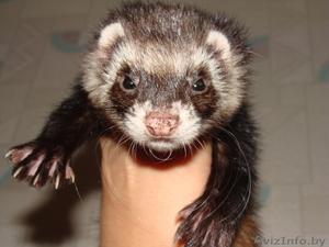 СРОЧНО продаётся фреточка Ася,  по причине аллергии. #759655