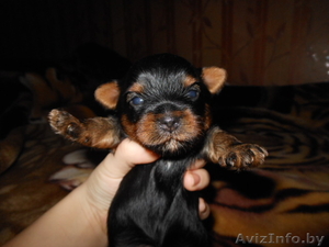 Йёркширский терьер #757355