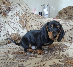 продаются щенки таксы карликовой гладкошерстной #752090