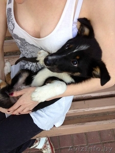 Джош,  замечательный щенок в дар  #758658