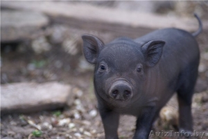 Продажа вьетнамских поросят #758518