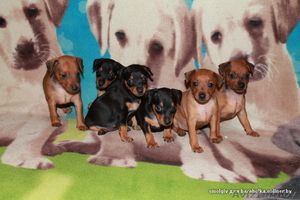 Очаровательные щенки цвергпинчера ( карликовый пинчер ) #763192