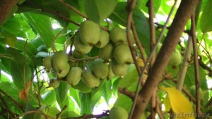 Актинидии крупноплодные гибридные аргута #762082