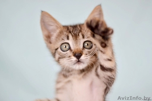 Маленькая котенка - в добрые ручки! #762287