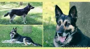 Овчарка на охрану: цепь,  вольер #759698