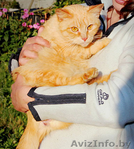 Принцесса - рыжая пышечка с золотым характером #757728