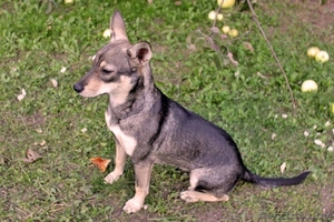 Мурзи ищет новый дом #744439