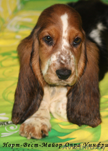 Щенки бассет-хаунда из питомника #761618