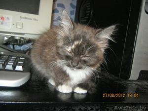 отдаем котенка в дар в хорошие руки #752120