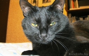 Отдадим в добрые руки 4-х летнего умного домашнего воспитанного кота #756013