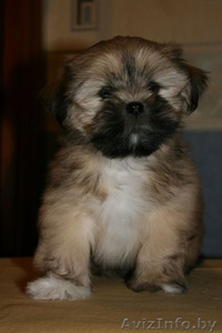 Лхаса-Апсолютное счастье #752269