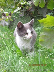 котята в дар от кошки-мышиловки #750111