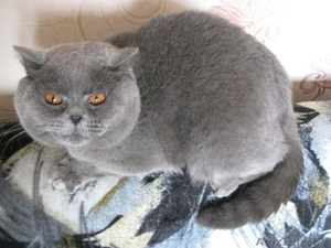 Ищем кошечку для случки #748968