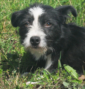 Две малышки ищут новых ответственных хозяев #754444