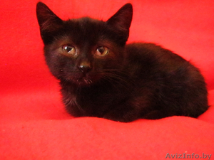 Ласковая Мурка ищет заботливых хозяев #762904