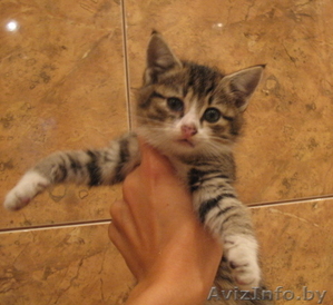 Котёнок-мальчик в добрые руки #750740
