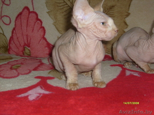 канадские  сфинксята #758940