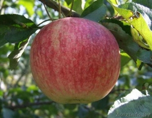 Саженцы плодовых культур оптом и в розницу #764395