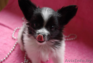 Элитные щенки папийона #753993